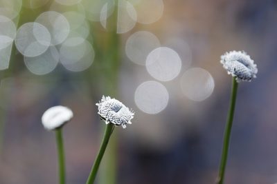 Eriocaulon compressum, photographed by Lauren McLaurin