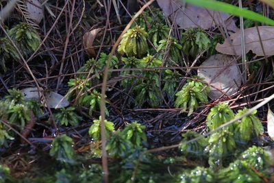 Sphagnum portoricense, photographed by Lauren McLaurin