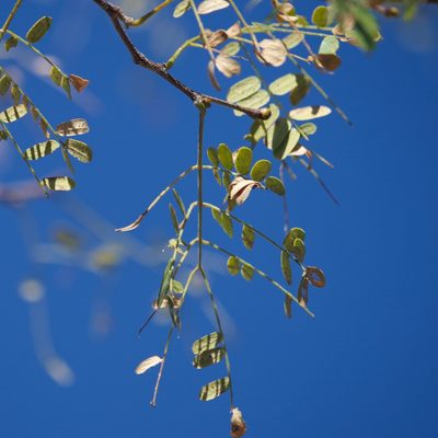 Lysiloma candidum, photographed by Bill Levine