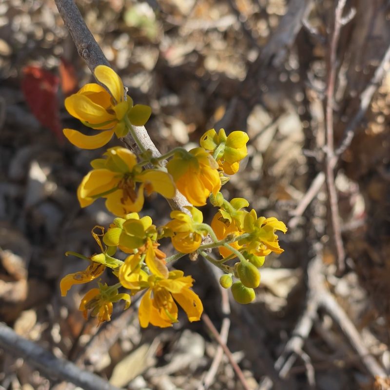 Senna atomaria, photographed by Bill Levine