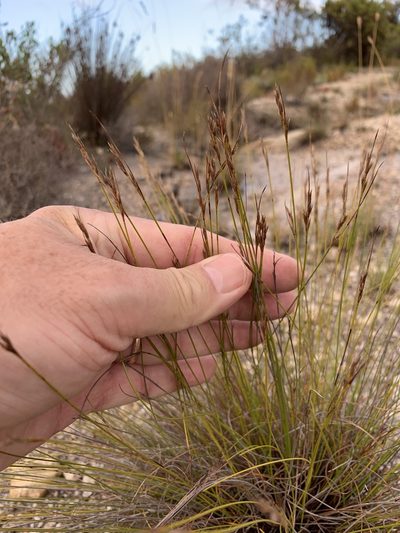 Schoenus ligulatus, photographed by Dave Richardson