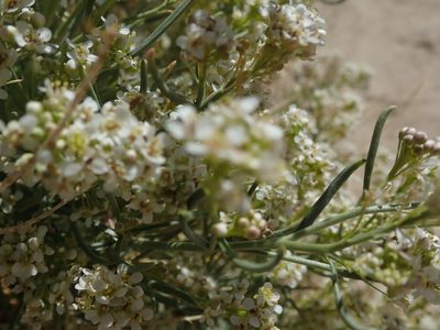 Lepidium fremontii, photographed by joergmlpts
