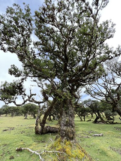 Ocotea foetens, photographed by William Stephens