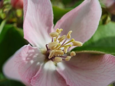 Cydonia oblonga, photographed by João Valença