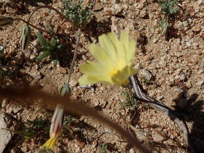 Anisocoma acaulis, photographed by joergmlpts