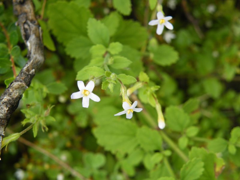Chaenostoma floribundum, photographed by Antoinette Eyssell Knox