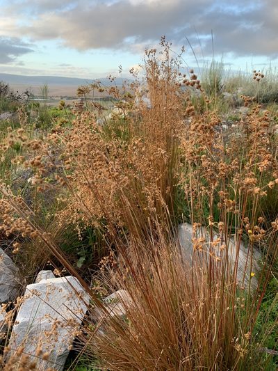 Juncus capensis, photographed by Dave Richardson