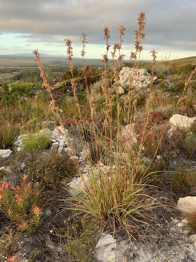 Cymbopogon marginatus, photographed by Dave Richardson