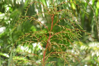 Vriesea paratiensis, photographed by Cajá-manga