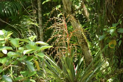 Vriesea paratiensis, photographed by Cajá-manga