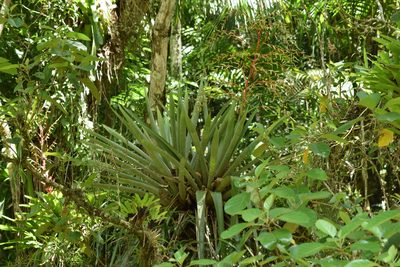 Vriesea paratiensis, photographed by Cajá-manga