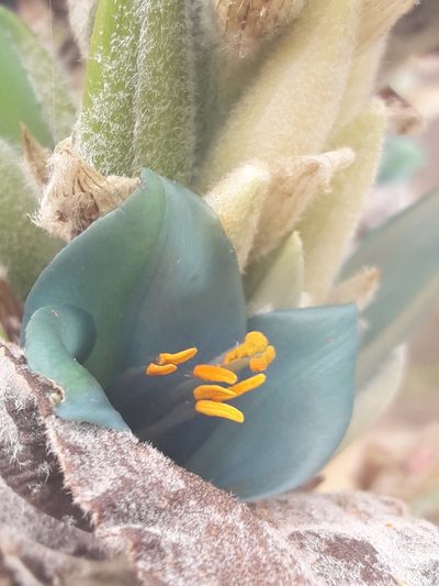 Puya alpestris, photographed by David Gutiérrez