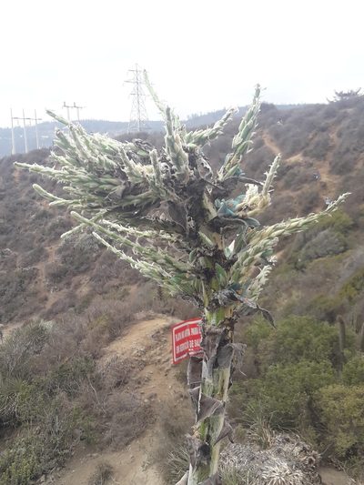 Puya alpestris, photographed by David Gutiérrez