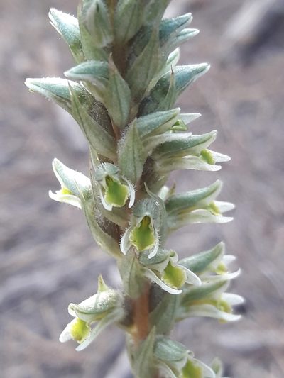 Brachystele unilateralis, photographed by David Gutiérrez