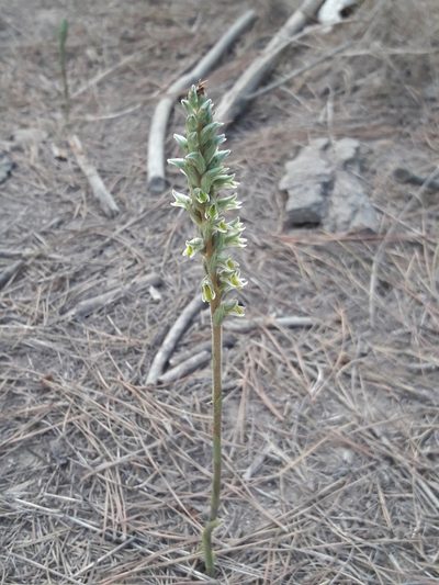 Brachystele unilateralis, photographed by David Gutiérrez