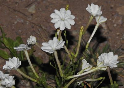 Nicotiana paa, photographed by Hugo Hulsberg