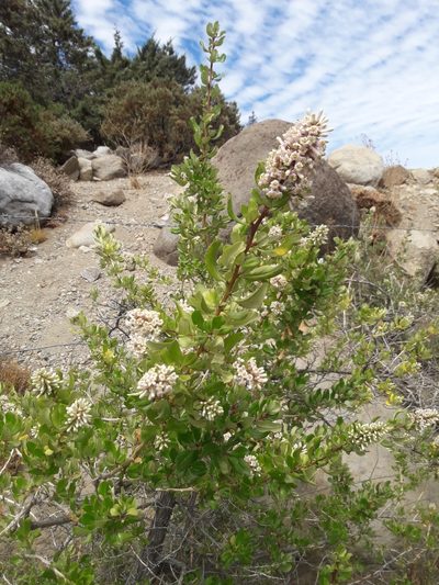 Escallonia myrtoidea, photographed by David Gutiérrez