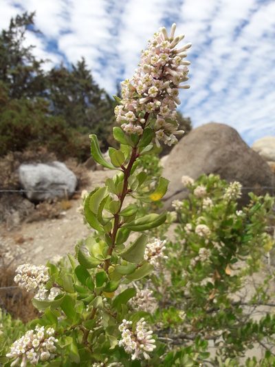 Escallonia myrtoidea, photographed by David Gutiérrez