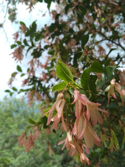 Ruprechtia apetala, photographed by Max Brujula