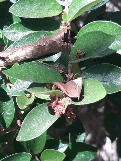 Myrceugenia obtusa, photographed by David Gutiérrez