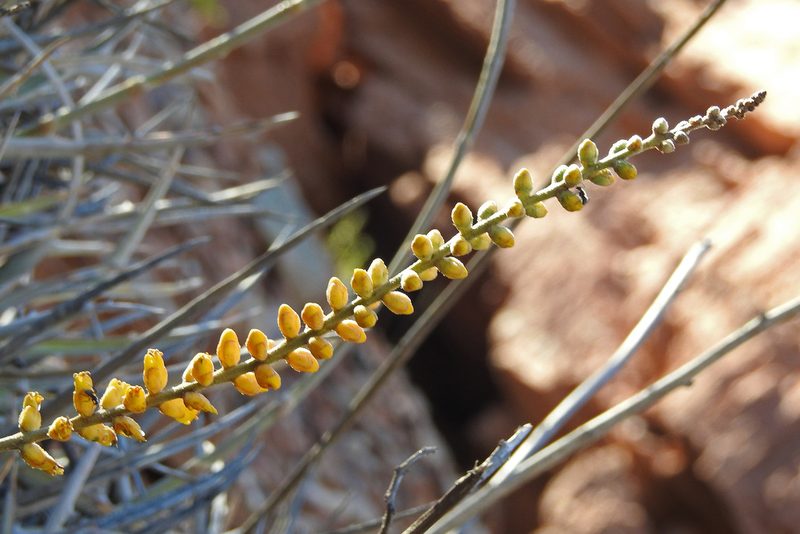 Dyckia floribunda, photographed by Hugo Hulsberg