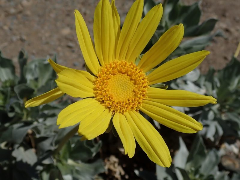 Enceliopsis covillei, photographed by joergmlpts