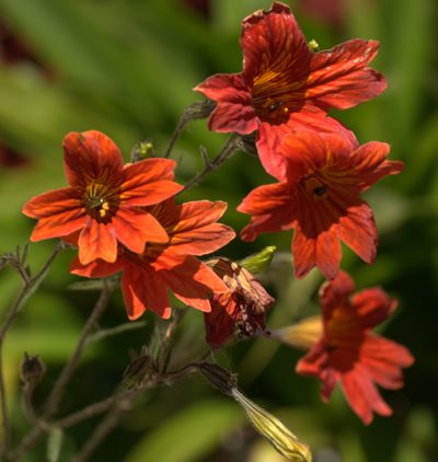 Salpiglossis sinuata, photographed by Bruno Avilez
