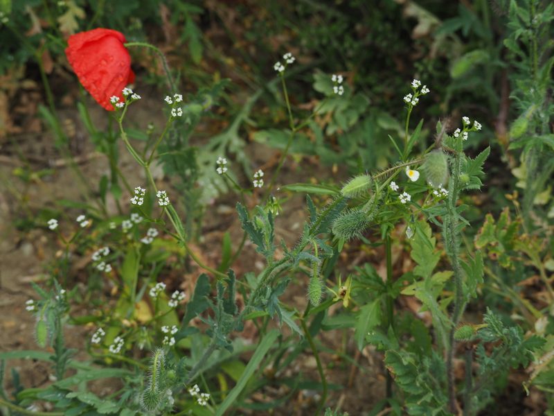 Valeriana dentata, photographed by carnifex