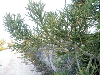 Euphorbia tirucalli, photographed by steve b