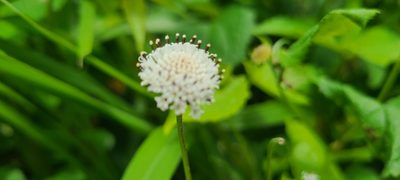 Melanthera nivea, photographed by ritirene