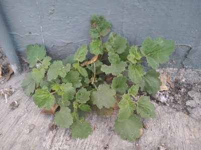 Eucnide lobata, photographed by Rodolfo Salinas Villarreal