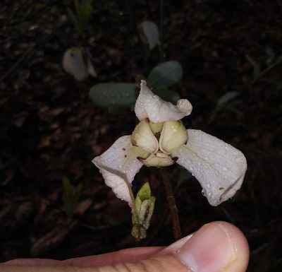 Asimina reticulata, photographed by Daniel Estabrooks