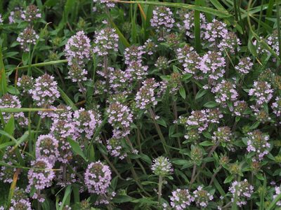 Thymus kosteleckyanus, photographed by carnifex