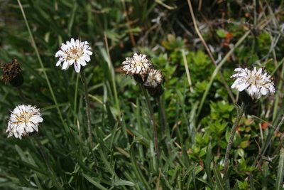 Hypochaeris incana, photographed by Santiago Martín-Bravo