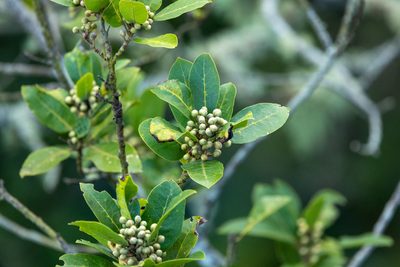 Laurus novocanariensis, photographed by Thibaud Aronson
