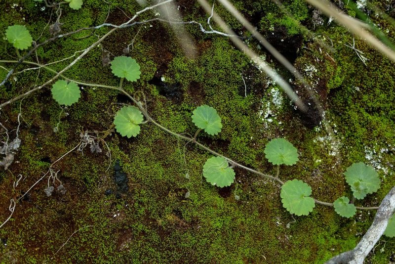 Sibthorpia peregrina, photographed by Thibaud Aronson