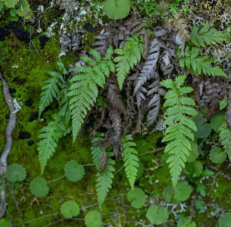 Leptogramma pozoi, photographed by Thibaud Aronson