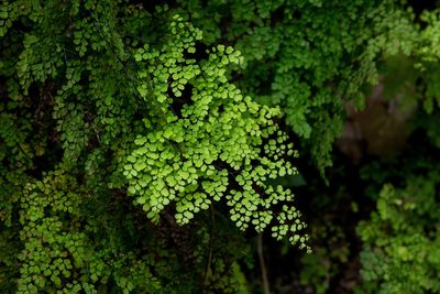 Adiantum raddianum, photographed by Thibaud Aronson