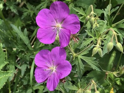 Geranium oreganum, photographed by Aaron Liston