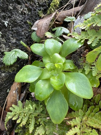 Aichryson divaricatum, photographed by William Stephens