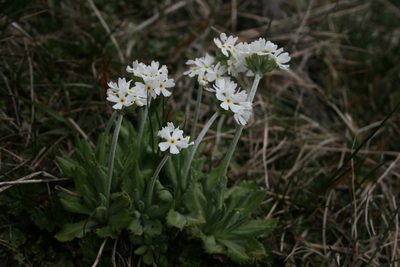 Primula magellanica, photographed by Santiago Martín-Bravo