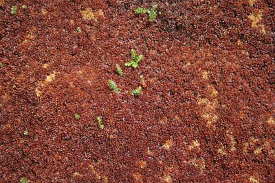 Sphagnum magellanicum, photographed by Santiago Martín-Bravo