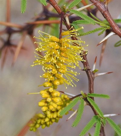 Strombocarpa torquata, photographed by Hugo Hulsberg