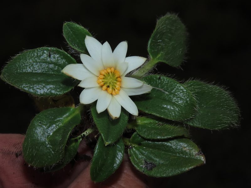 Knowltonia integrifolia, photographed by Manuel Roncal