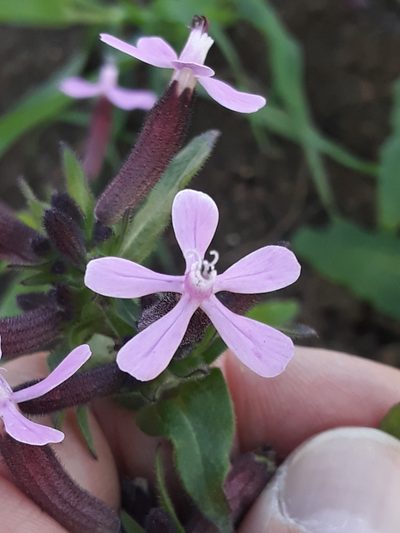 Silene fuscata, photographed by Karim Haddad