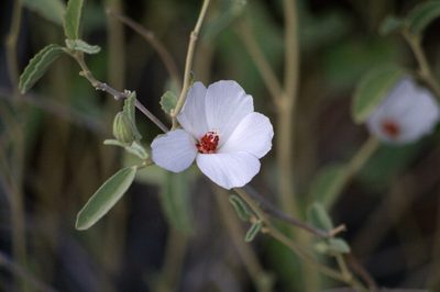 Hibiscus denudatus