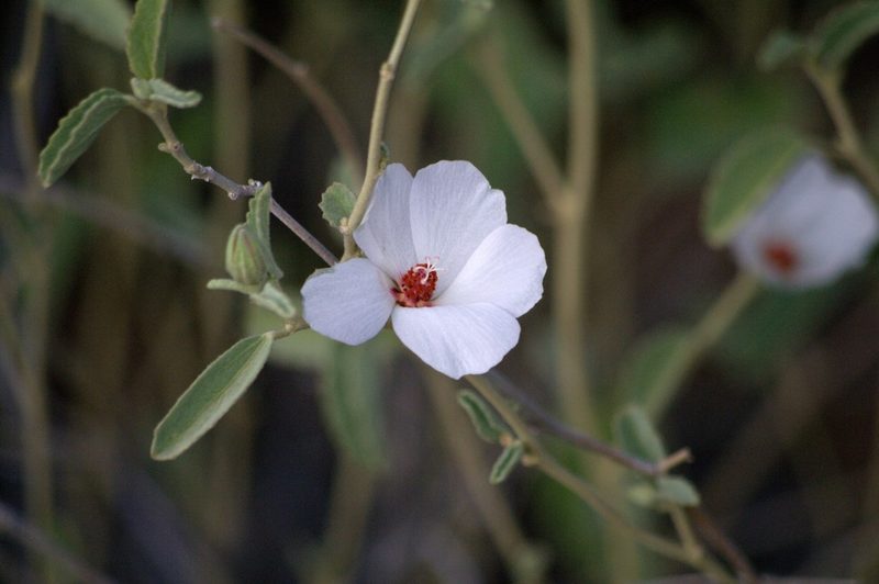 Hibiscus denudatus, photographed by Norman Douglas