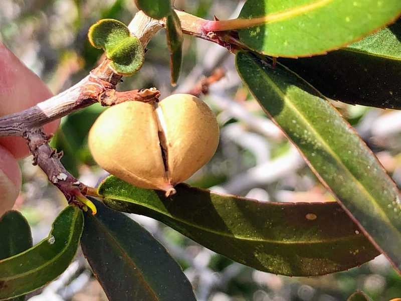 Pleradenophora bilocularis, photographed by Norman Douglas