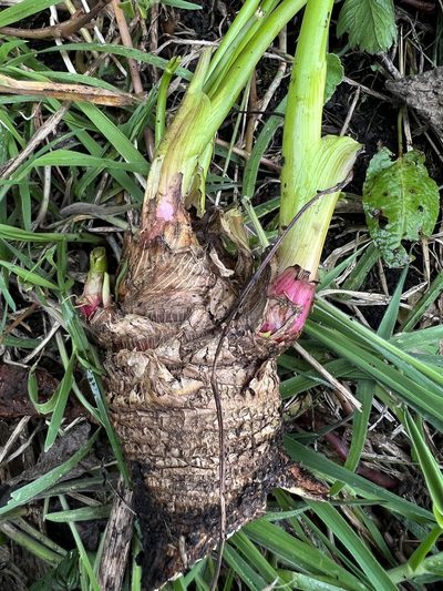 Arracacia xanthorrhiza, photographed by Nicolás Baresch Uribe