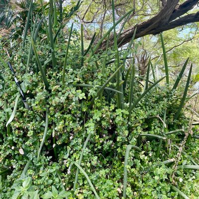 Dracaena angolensis, photographed by Rocky Ordoñez
